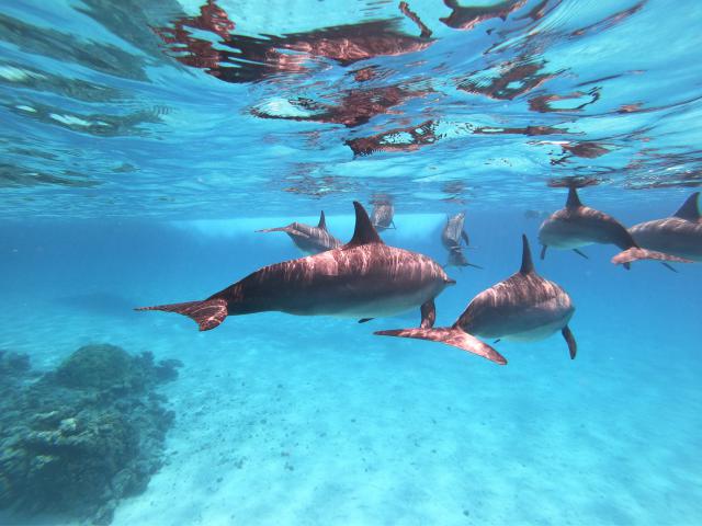Sataya reef Dolphin house