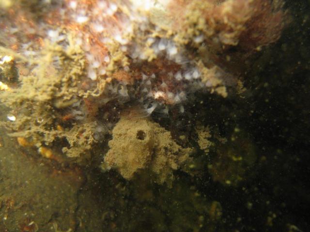 Plongée Forme 4, Dunkerque - France — photo 2