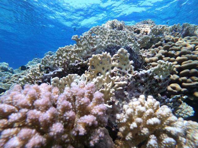 Plongée Sataya reef Dolphin house, Red Sea Governorate - Égypte — photo 5