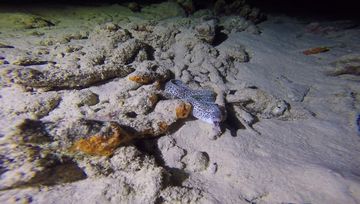 Plongée Bari's Reef, Kralendijk - Bonaire — photo 4
