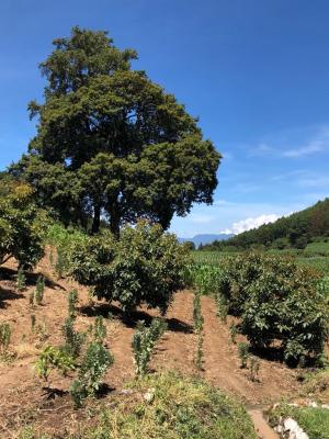 Jour 11 : Direction le lac d'Atitlan