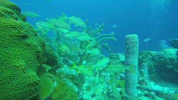 Plongée Jeff Davis, Kralendijk - Bonaire — photo 3