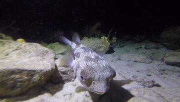 Plongée Salt Pier, Kralendijk - Bonaire — photo 3