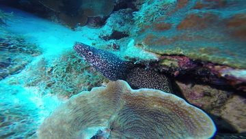 Plongée Bachelor's Beach, Kralendijk - Bonaire — photo 4