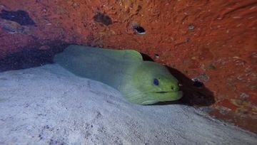Plongée Hilma Hooker, Bonaire — photo 2