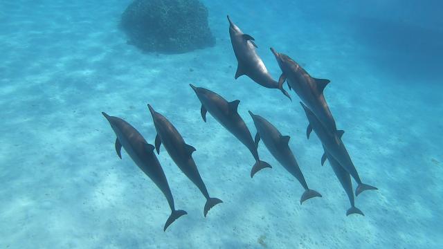 Plongée Sataya reef Dolphin house, Red Sea Governorate - Égypte — photo 3