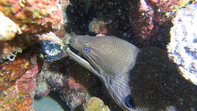Plongée Wadi Lahami - Torfa, Red Sea Governorate - Égypte — photo 2