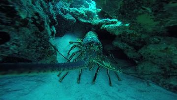 Plongée Oil Slick Leap, Kralendijk - Bonaire — photo 5