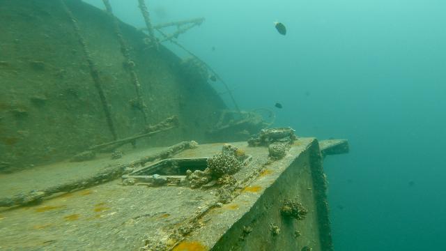 Plongée Cedar Pride Wreck, Aqaba - Jordanie — photo 4