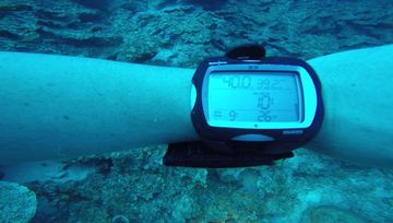 Plongée Andrea 2, Kralendijk - Bonaire — photo 2