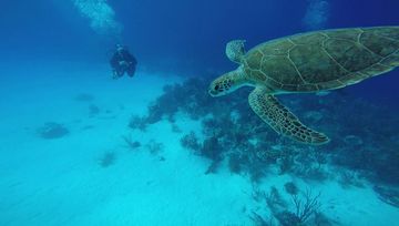 Plongée Invisibles, Kralendijk - Bonaire — photo 5