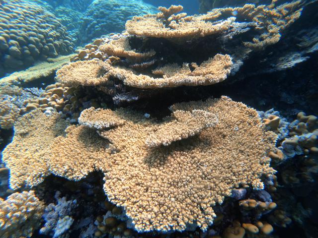Plongée Sataya reef Dolphin house, Red Sea Governorate - Égypte — photo 3