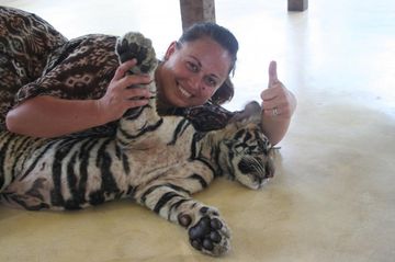 Billet rapide pour ce jour : Tigres + certainement rien pendant 3 jours