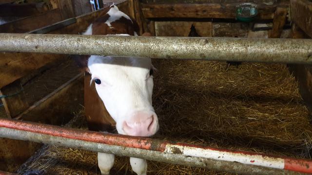 J4 - Ferme et jeux divers, Villers-le-Lac - France — photo 5