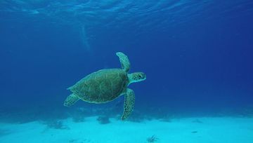 Plongée Invisibles, Kralendijk - Bonaire — photo 3