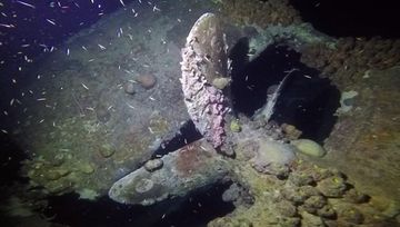 Plongée Hilma Hooker, Bonaire — photo 4
