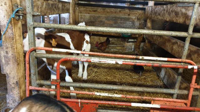 J4 - Ferme et jeux divers, Villers-le-Lac - France — photo 4