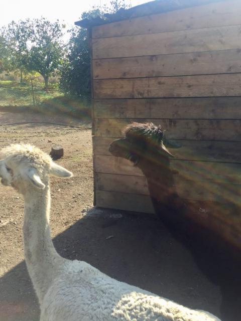 Corsica Zoo, Olmeta-di-Tuda - France — photo 5