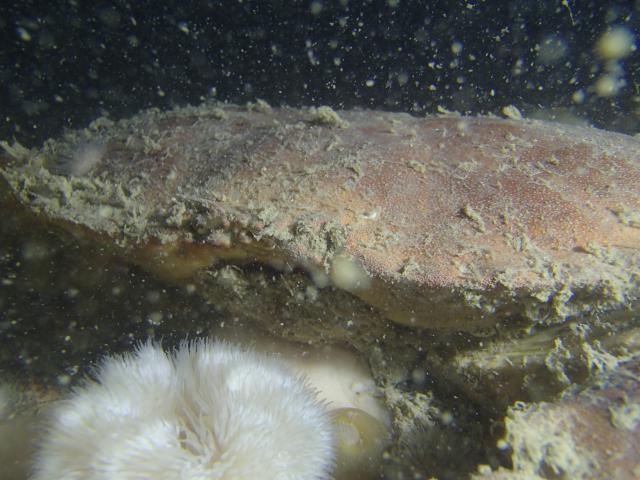 Plongée Havant, Dunkerque - France — photo 2