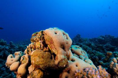Plongée Abili Gazella, Marsa Alam - Égypte — photo 3