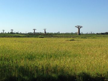 Morondava - Belopaka