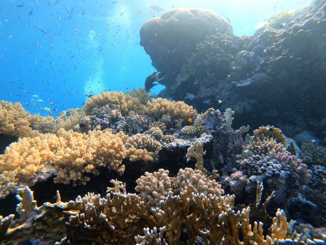 Plongée Wadi Lahami - Habili Daisy, Red Sea Governorate - Égypte — photo 4
