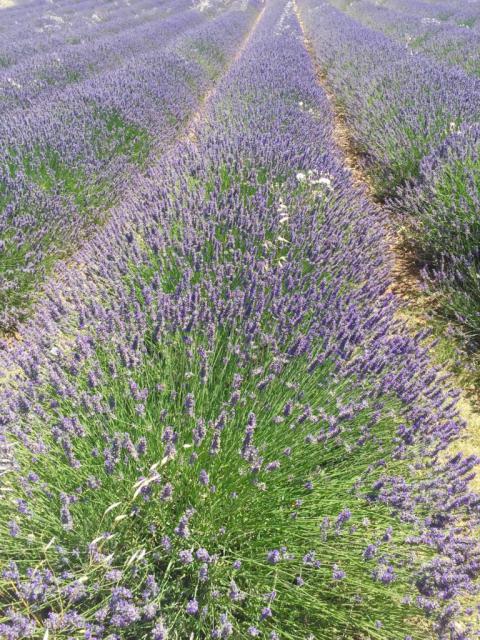 La fête de la lavande à Valensole, Valensole - France — photo 2