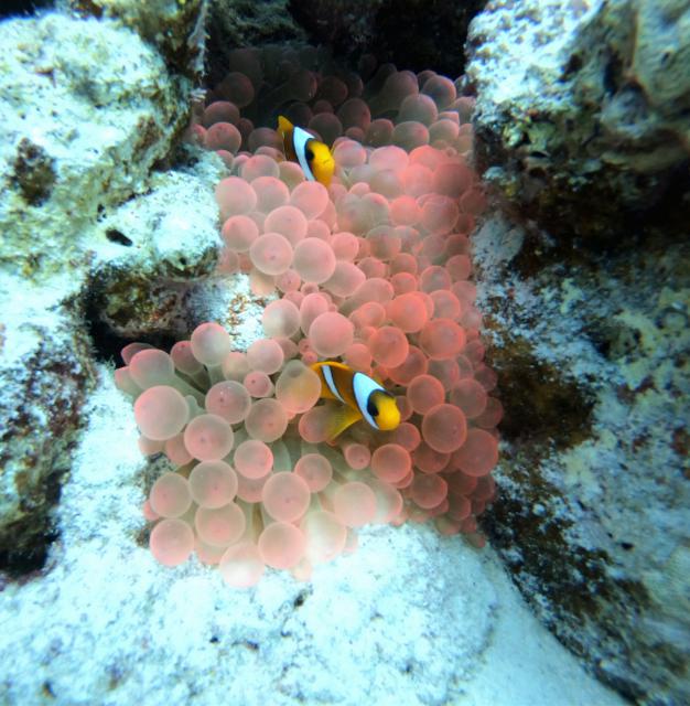 Plongée Small Galawa, Wadi Lahami, Red Sea Governorate - Égypte — photo 4