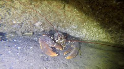 Plongée Foudroyant, Dunkerque - France — photo 3