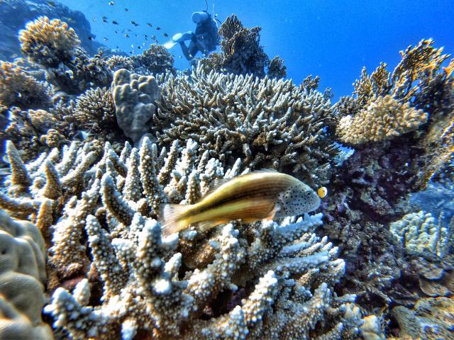 Plongée Hard garden, Wadi Lahami, Red Sea Governorate - Égypte — photo 2