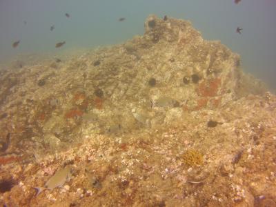 Plongée cap gros, Argelès-sur-Mer - France — photo 2