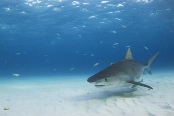 Objectif 2017 : le bal des requins en vrai ! — photo 5