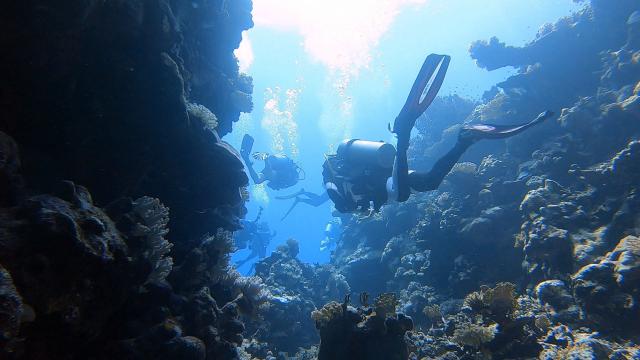 Plongée Sataya reef Dolphin house, Red Sea Governorate - Égypte — photo 5