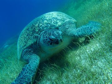 Après 2h de snorkeling avec les tortues, l'apres midi s'annonce tranquille — photo 2