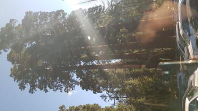 J8 - Sequoia, San Francisco