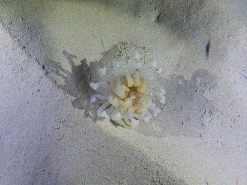 Plongée Bari's Reef, Kralendijk - Bonaire — photo 3