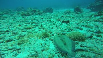 Plongée Boca Slagbaai, Kralendijk - Bonaire — photo 3