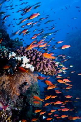 Plongée Abili Gazella, Marsa Alam - Égypte — photo 4