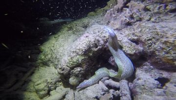 Plongée Hilma Hooker, Bonaire — photo 3