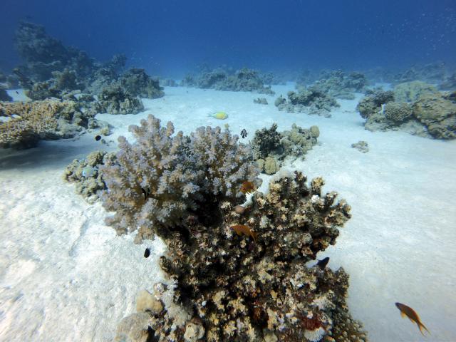 Plongée Hard garden, Wadi Lahami, Red Sea Governorate - Égypte — photo 3