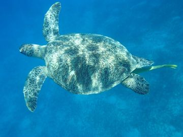 Après 2h de snorkeling avec les tortues, l'apres midi s'annonce tranquille — photo 3