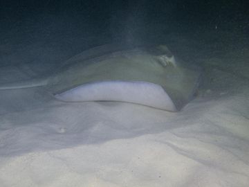 Plongée Buddy's Reef, Kralendijk - Bonaire — photo 3