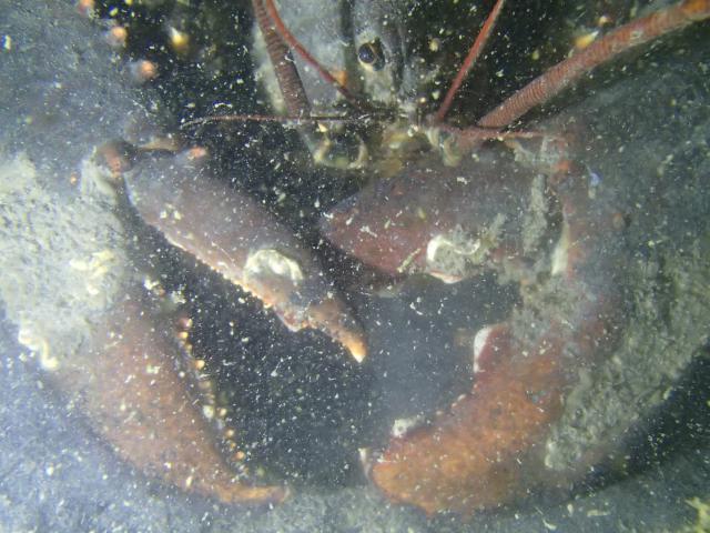Plongée Havant, Dunkerque - France — photo 3