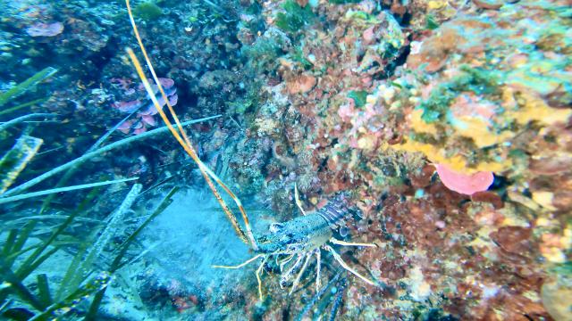 Plongée Le petit Sec, Cavalaire-sur-Mer - France — photo 3