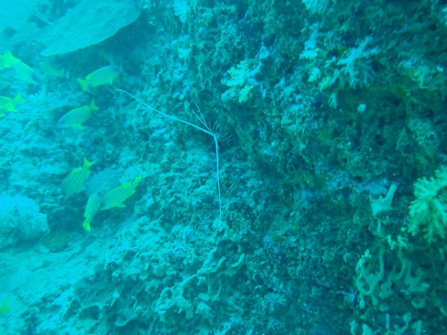 Plongée Maya Bay corner, Ao Nang - Thaïlande — photo 2