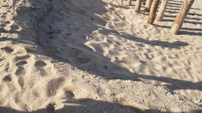 J3 - Pêche à pied et découverte des dunes, Blainville-sur-Mer - France — photo 3