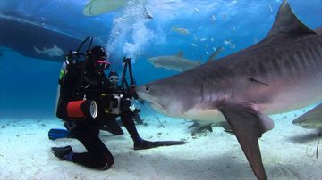 Objectif 2017 : le bal des requins en vrai ! — photo 4