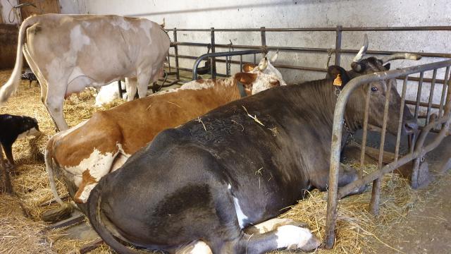J4 - Ferme et jeux divers, Villers-le-Lac - France — photo 2