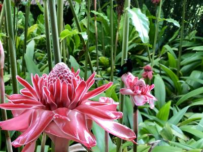 Le jardin de Balata