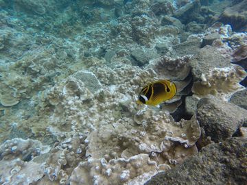 Kapoho tide pools